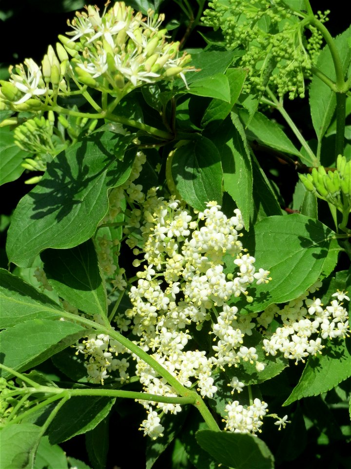 Schwarzer Holunder (Sambucus nigra) und Hartriegel (Cornus sanguinea) in Hockenheim
