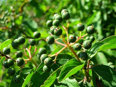 Roter Hartriegel (Cornus sanguinea) bei Neulußheim