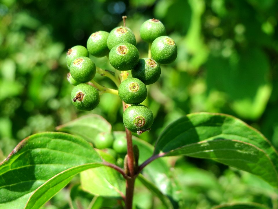 Roter Hartriegel (Cornus sanguinea) bei Neulußheim