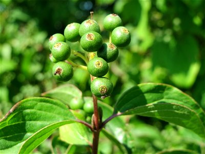 Roter Hartriegel (Cornus sanguinea) bei Neulußheim