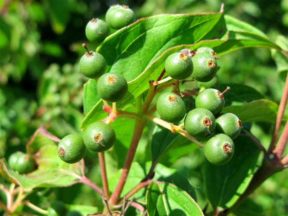 Roter Hartriegel (Cornus sanguinea) bei Neulußheim
