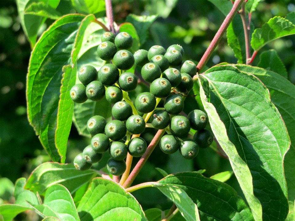 Roter Hartriegel (Cornus sanguinea) bei Neulußheim