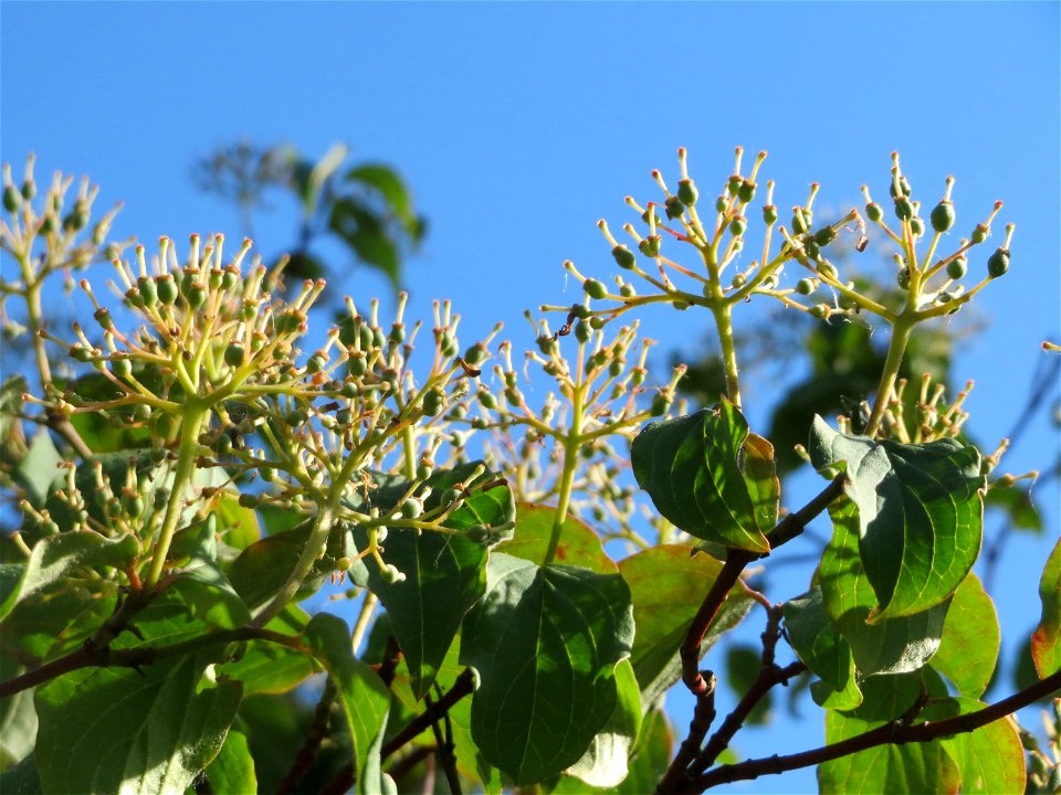 Hartriegel (Cornus sanguinea) in Hockenheim