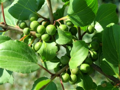 Roter Hartriegel (Cornus sanguinea) bei Neulußheim