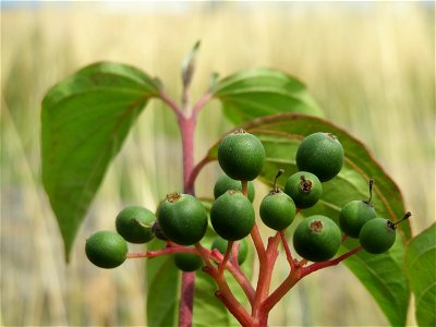 Roter Hartriegel (Cornus sanguinea) beim Flugfeld Erbenheim bei Wiesbaden