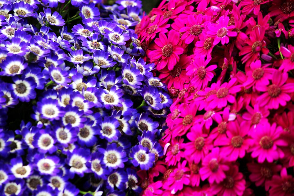 Pink nature beautiful