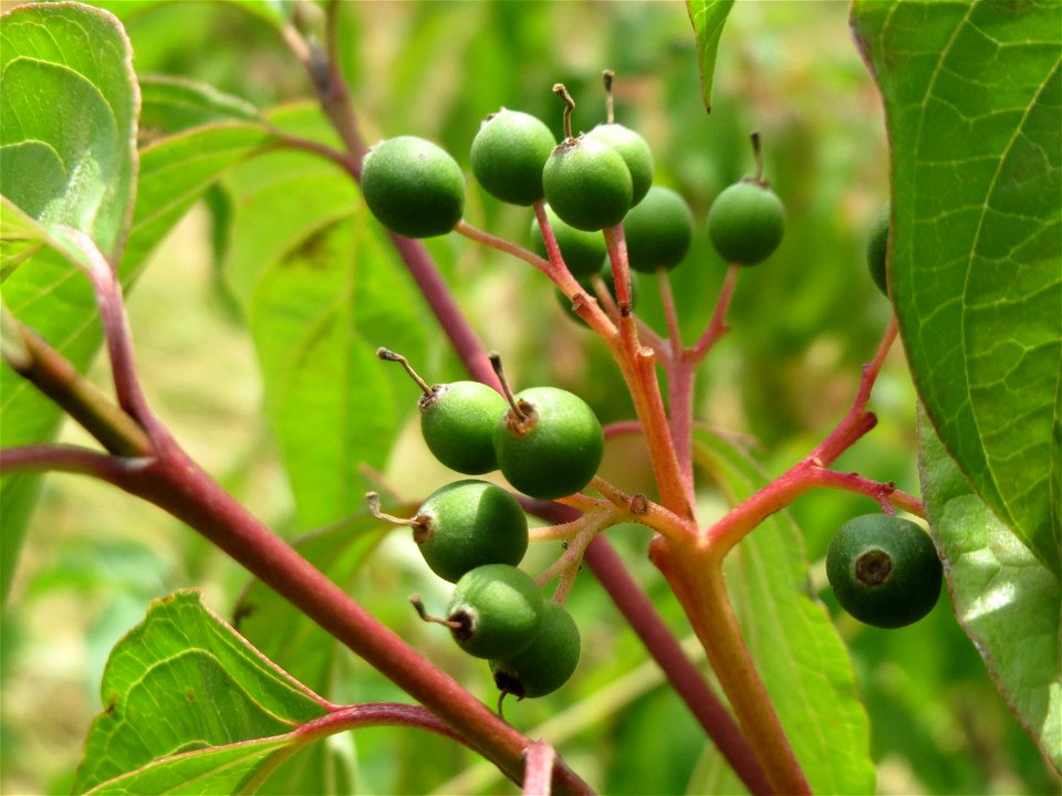 Roter Hartriegel (Cornus sanguinea) beim Flugfeld Erbenheim bei Wiesbaden