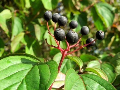 Roter Hartriegel (Cornus sanguinea) in Hockenheim