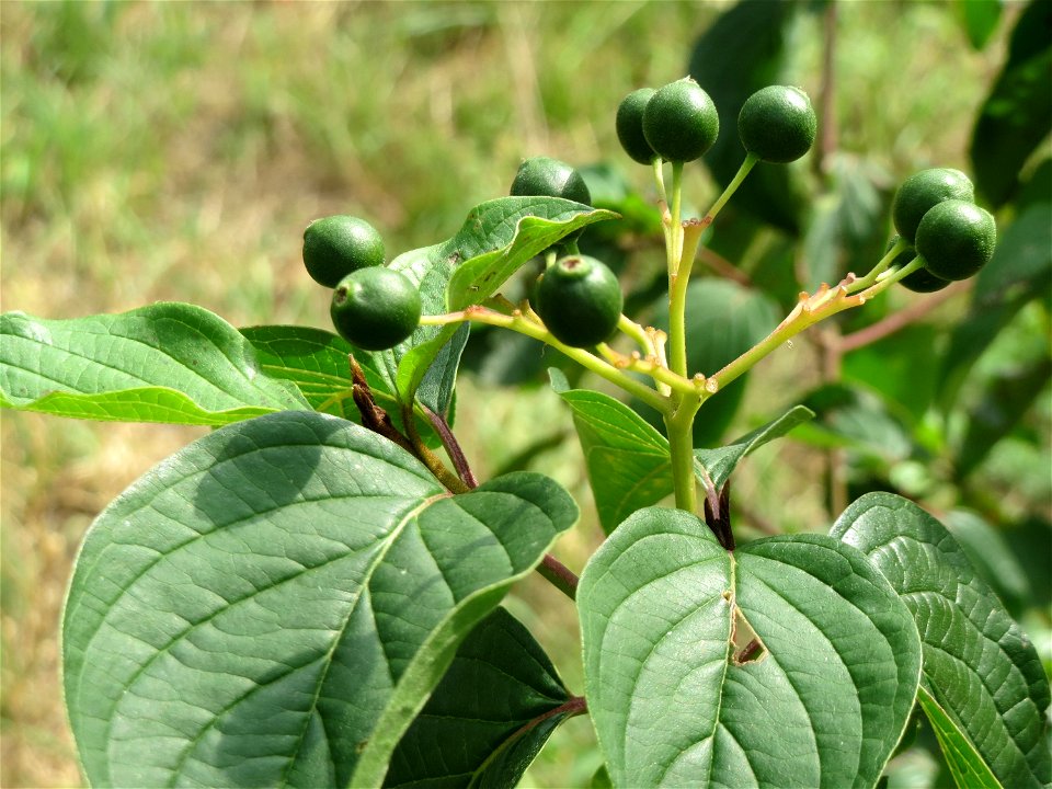 Roter Hartriegel (Cornus sanguinea) bei Wiesbaden-Nordenstadt