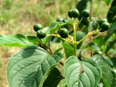 Roter Hartriegel (Cornus sanguinea) bei Wiesbaden-Nordenstadt