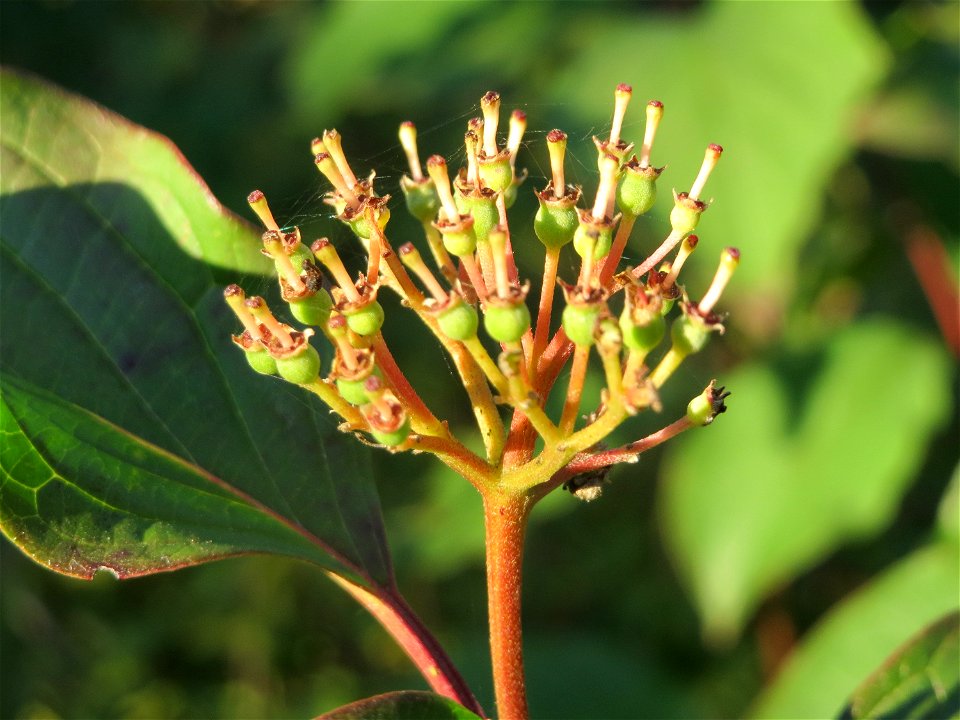 Roter Hartriegel (Cornus sanguinea) in Hockenheim