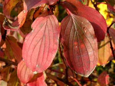Roter Hartriegel (Cornus sanguinea) in Hockenheim