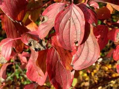 Roter Hartriegel (Cornus sanguinea) in Hockenheim
