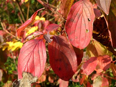 Roter Hartriegel (Cornus sanguinea) in Hockenheim