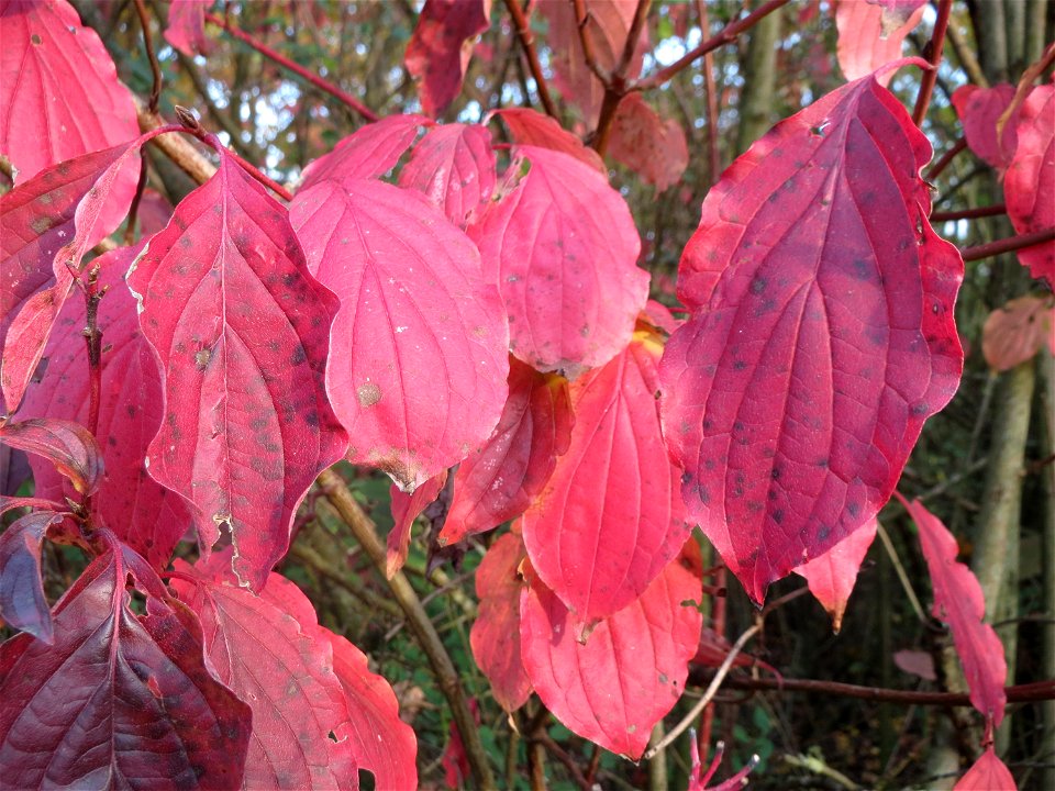 Roter Hartriegel (Cornus sanguinea) in Hockenheim