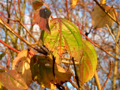Roter Hartriegel (Cornus sanguinea) in Hockenheim
