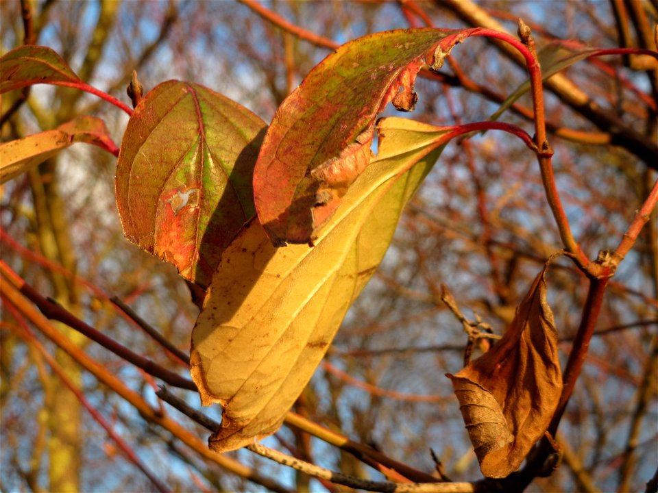 Roter Hartriegel (Cornus sanguinea) in Hockenheim