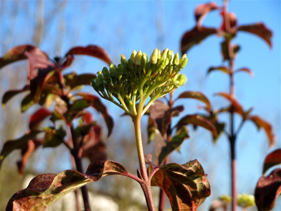 Herbstblüte vom Roten Hartriegel (Cornus sanguinea) an der Saar in Saarbrücken