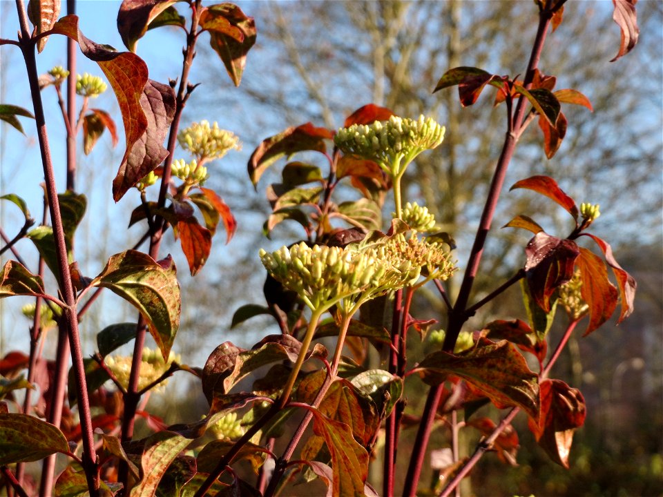Herbstblüte vom Roten Hartriegel (Cornus sanguinea) an der Saar in Saarbrücken