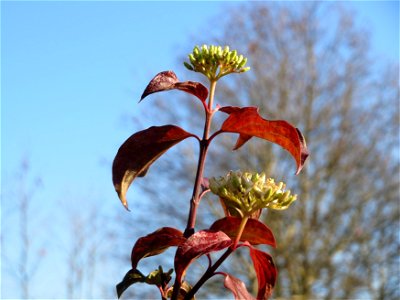Herbstblüte vom Roten Hartriegel (Cornus sanguinea) an der Saar in Saarbrücken
