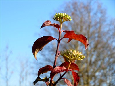 Herbstblüte vom Roten Hartriegel (Cornus sanguinea) an der Saar in Saarbrücken photo