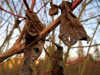 Roter Hartriegel (Cornus sanguinea) in Hockenheim