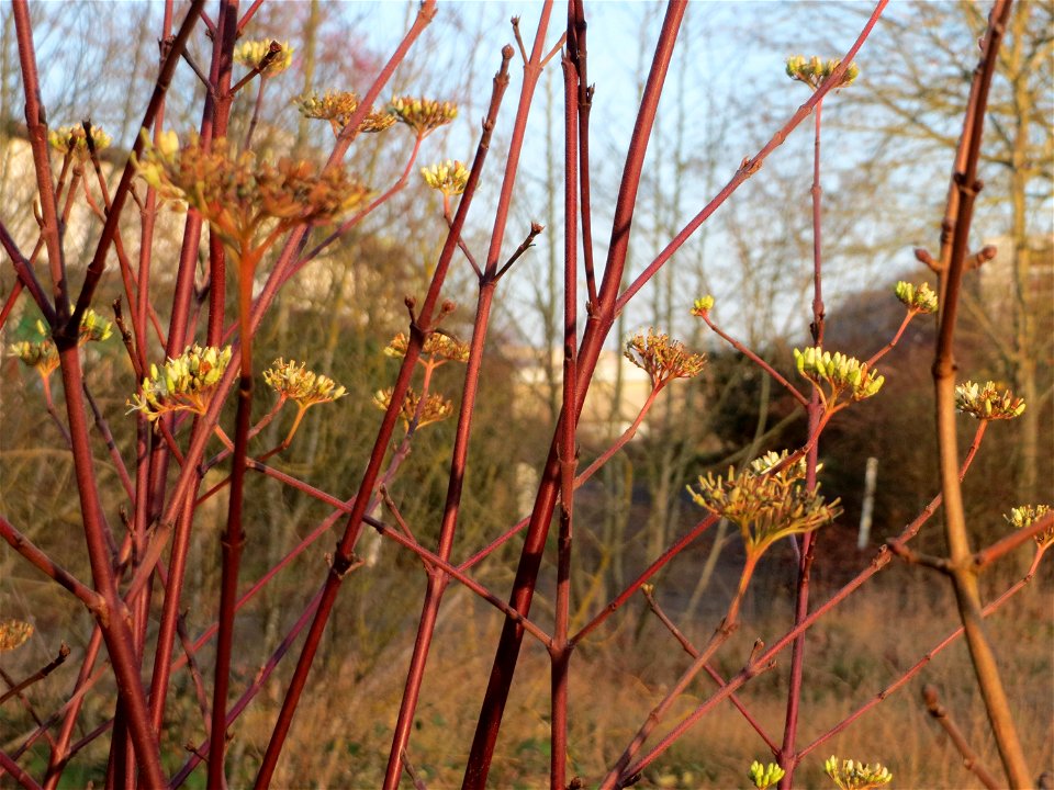 Späte Blüte vom Roten Hartriegel (Cornus sanguinea) an der Saar in Saarbrücken