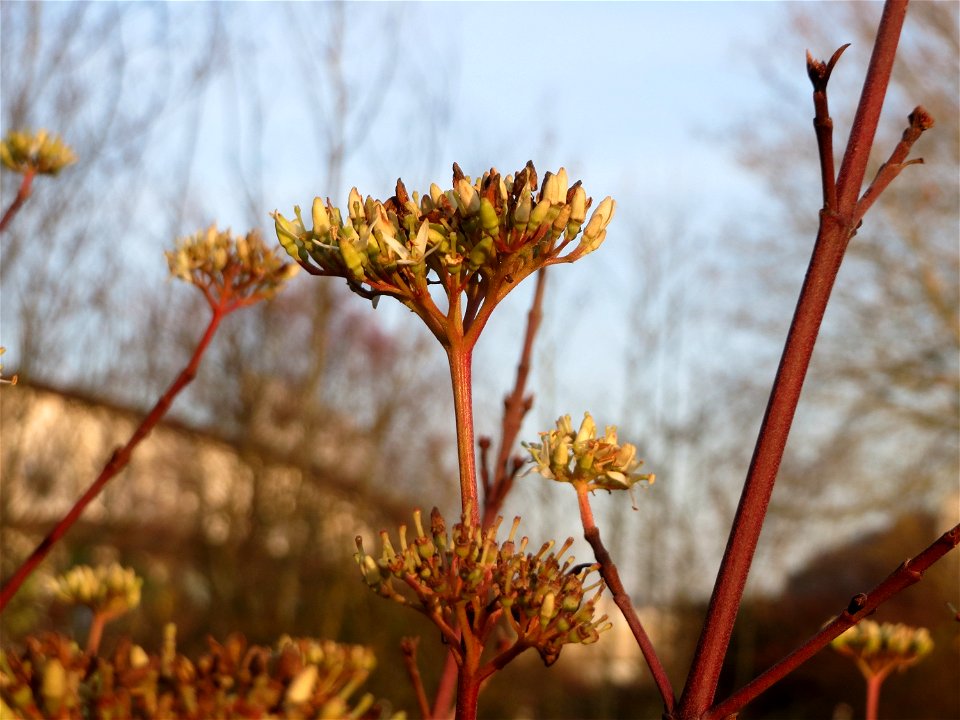 Späte Blüte vom Roten Hartriegel (Cornus sanguinea) an der Saar in Saarbrücken