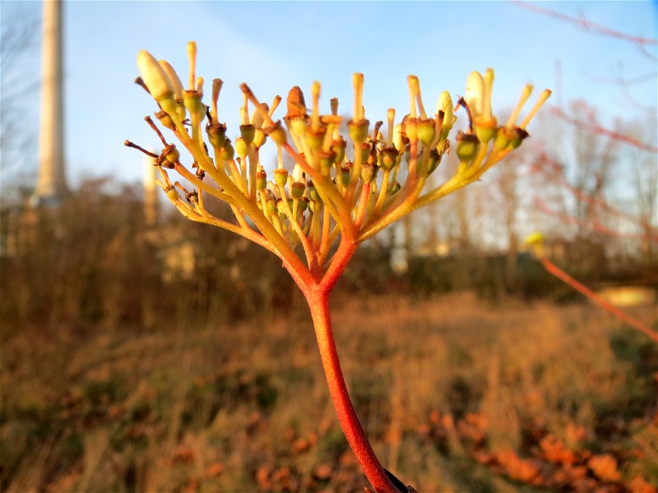 Späte Blüte vom Roten Hartriegel (Cornus sanguinea) an der Saar in Saarbrücken