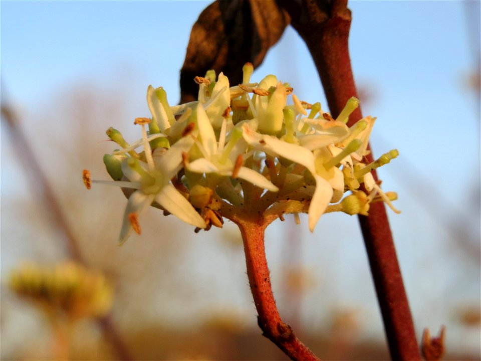Späte Blüte vom Roten Hartriegel (Cornus sanguinea) an der Saar in Saarbrücken