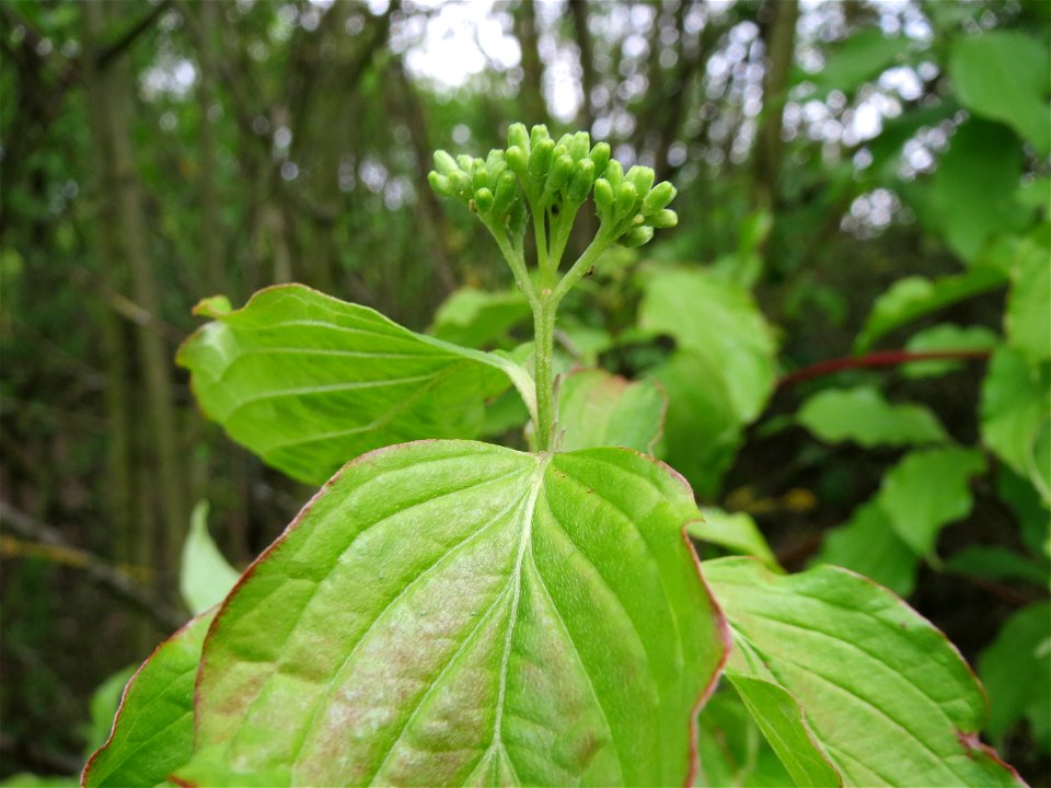 Roter Hartriegel (Cornus sanguinea) in Hockenheim