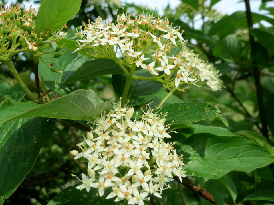 Roter Hartriegel (Cornus sanguinea) im Landschaftsschutzgebiet „Hockenheimer Rheinbogen“