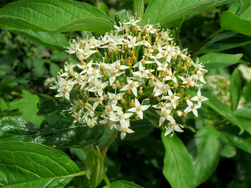 Roter Hartriegel (Cornus sanguinea) im Landschaftsschutzgebiet „Hockenheimer Rheinbogen“