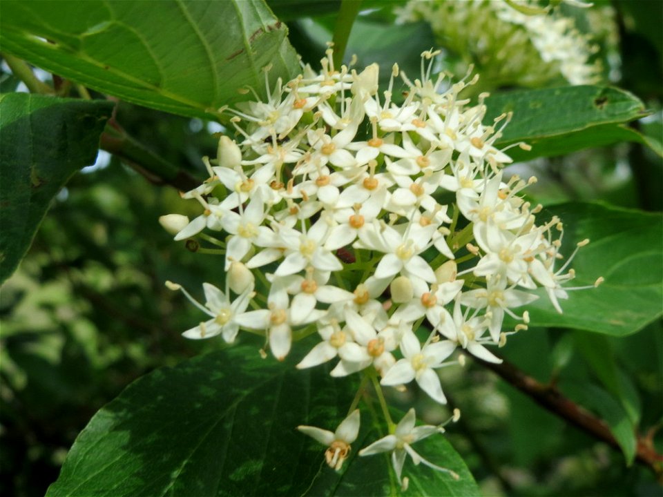 Roter Hartriegel (Cornus sanguinea) im Landschaftsschutzgebiet „Hockenheimer Rheinbogen“