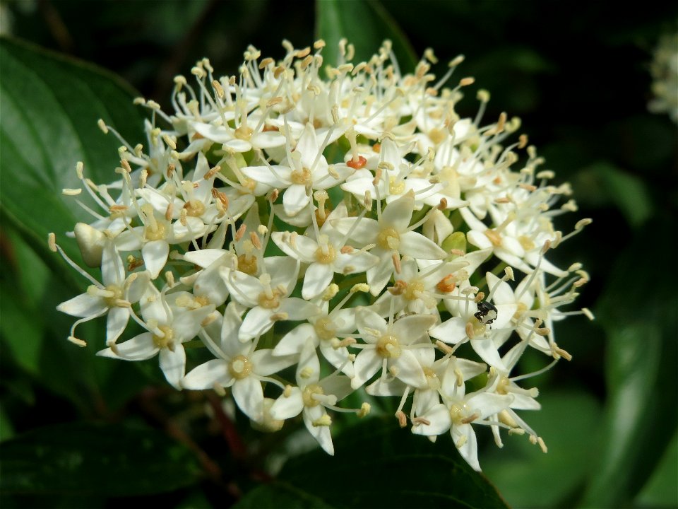 Roter Hartriegel (Cornus sanguinea) im Landschaftsschutzgebiet „Hockenheimer Rheinbogen“