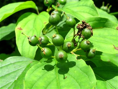 Roter Hartriegel (Cornus sanguinea) in Hockenheim