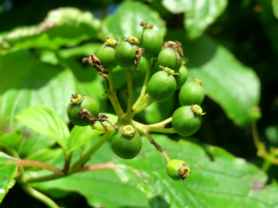 Roter Hartriegel (Cornus sanguinea) in Hockenheim