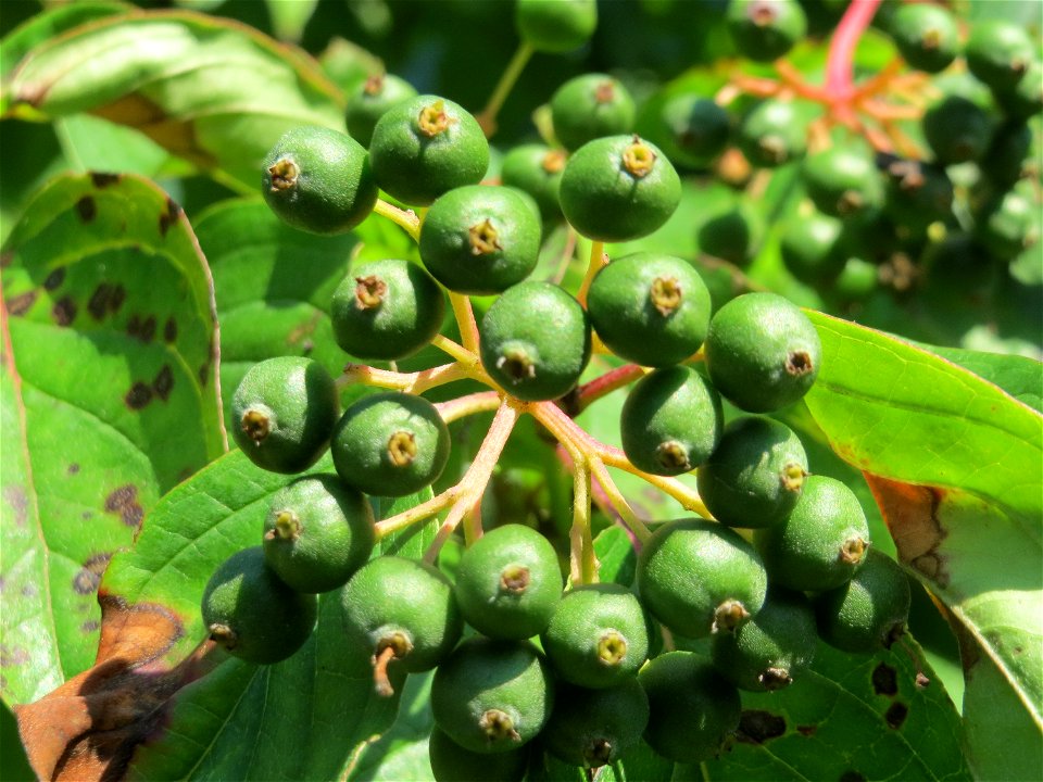 Unreife Früchte vom Roten Hartriegel (Cornus sanguinea) in Hockenheim