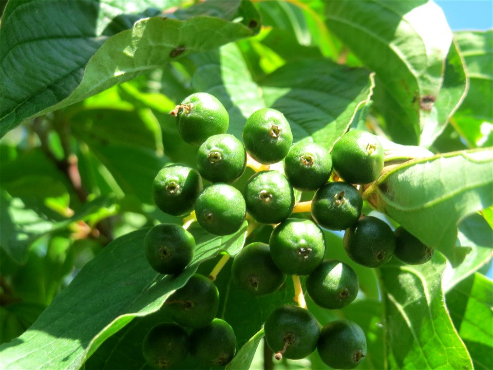Unreife Früchte vom Roten Hartriegel (Cornus sanguinea) in Hockenheim