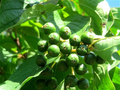 Unreife Früchte vom Roten Hartriegel (Cornus sanguinea) in Hockenheim