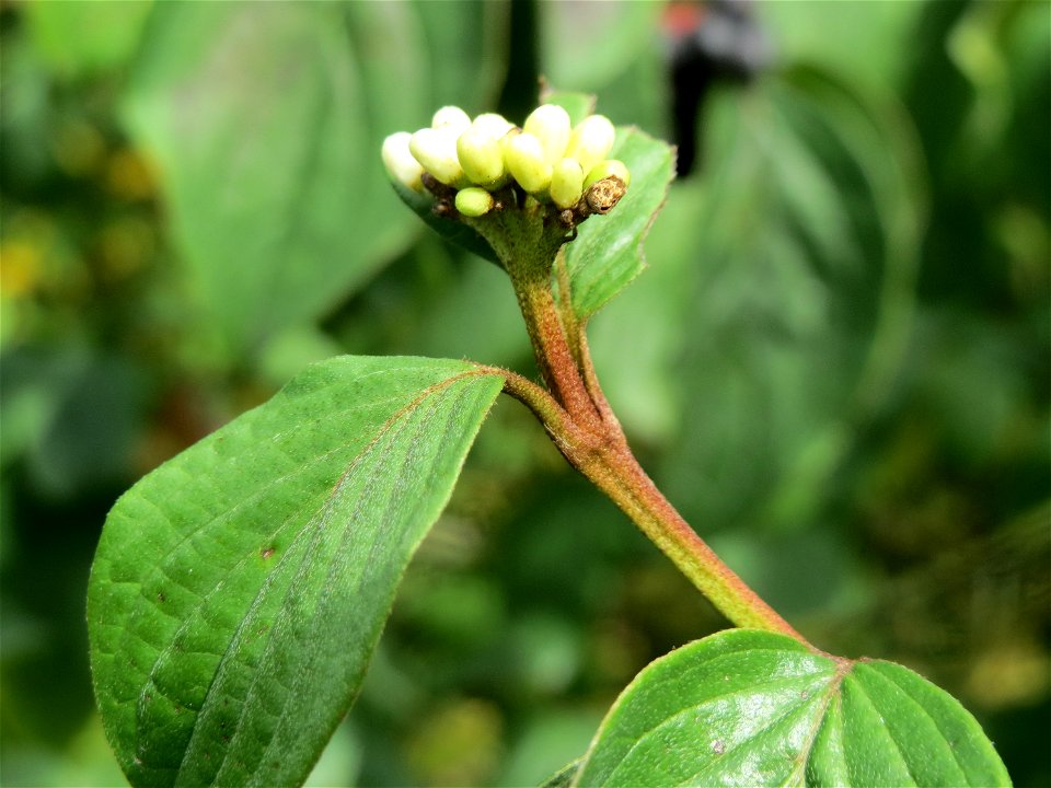 Zweite Blüte vom Roten Hartriegel (Cornus sanguinea) bei Hockenheim