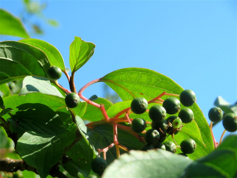 Unreife Früchte vom Roten Hartriegel (Cornus sanguinea) in Hockenheim