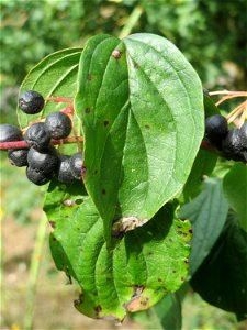 Roter Hartriegel (Cornus sanguinea) bei Hockenheim