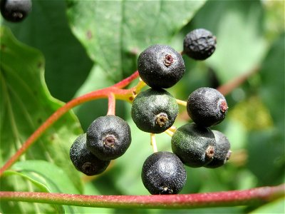 Roter Hartriegel (Cornus sanguinea) bei Hockenheim photo