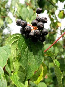 Roter Hartriegel (Cornus sanguinea) bei Hockenheim photo