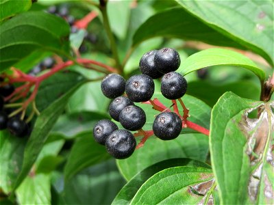 Roter Hartriegel (Cornus sanguinea) im Schwetzinger Hardt