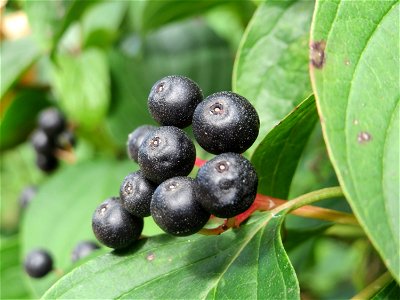Roter Hartriegel (Cornus sanguinea) im Schwetzinger Hardt