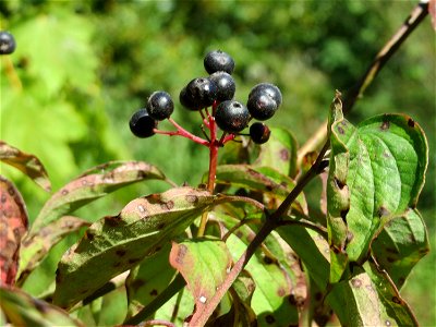Roter Hartriegel (Cornus sanguinea) in Saarbrücken