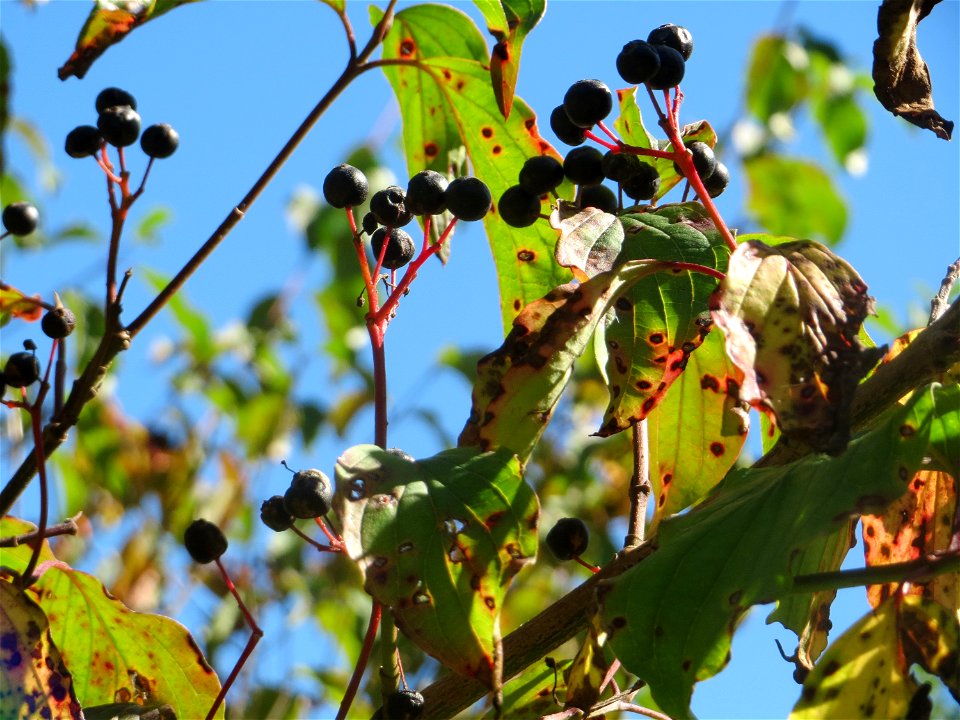 Roter Hartriegel (Cornus sanguinea) in Saarbrücken