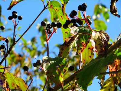 Roter Hartriegel (Cornus sanguinea) in Saarbrücken